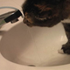 Image for article titled Automatic Cat Faucet is One DIY Hack That Felines Will Love